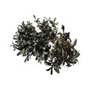Dark green bucephalandra pygmea aquatic plant with glossy elongated leaves and visible roots for aquarium use