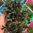 Bucephalandra Pygmea aquatic plant with lush dark green glossy elongated leaves and visible roots for aquarium use