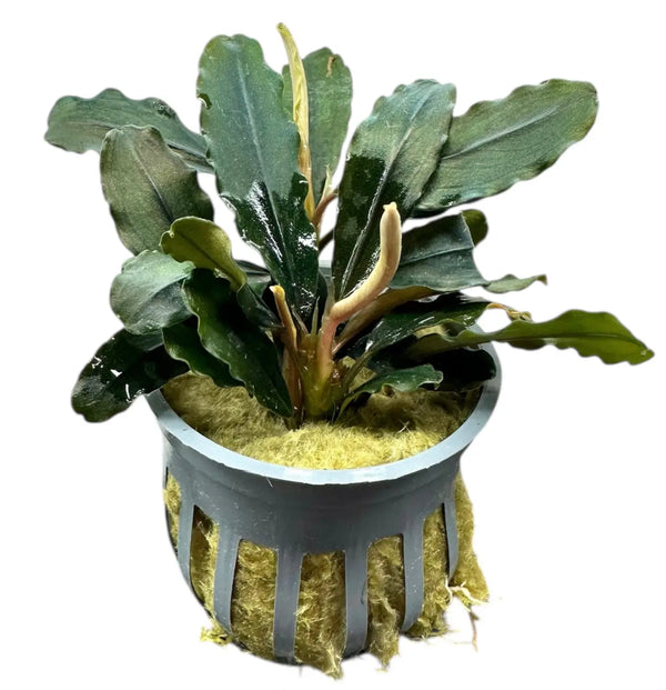 Bucephalandra Rainbow Marble Color Play in Low Light | Aquatic Motiv