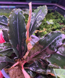 Bucephalandra Rainbow Marble plant with glossy green leaves speckled in purple and pink