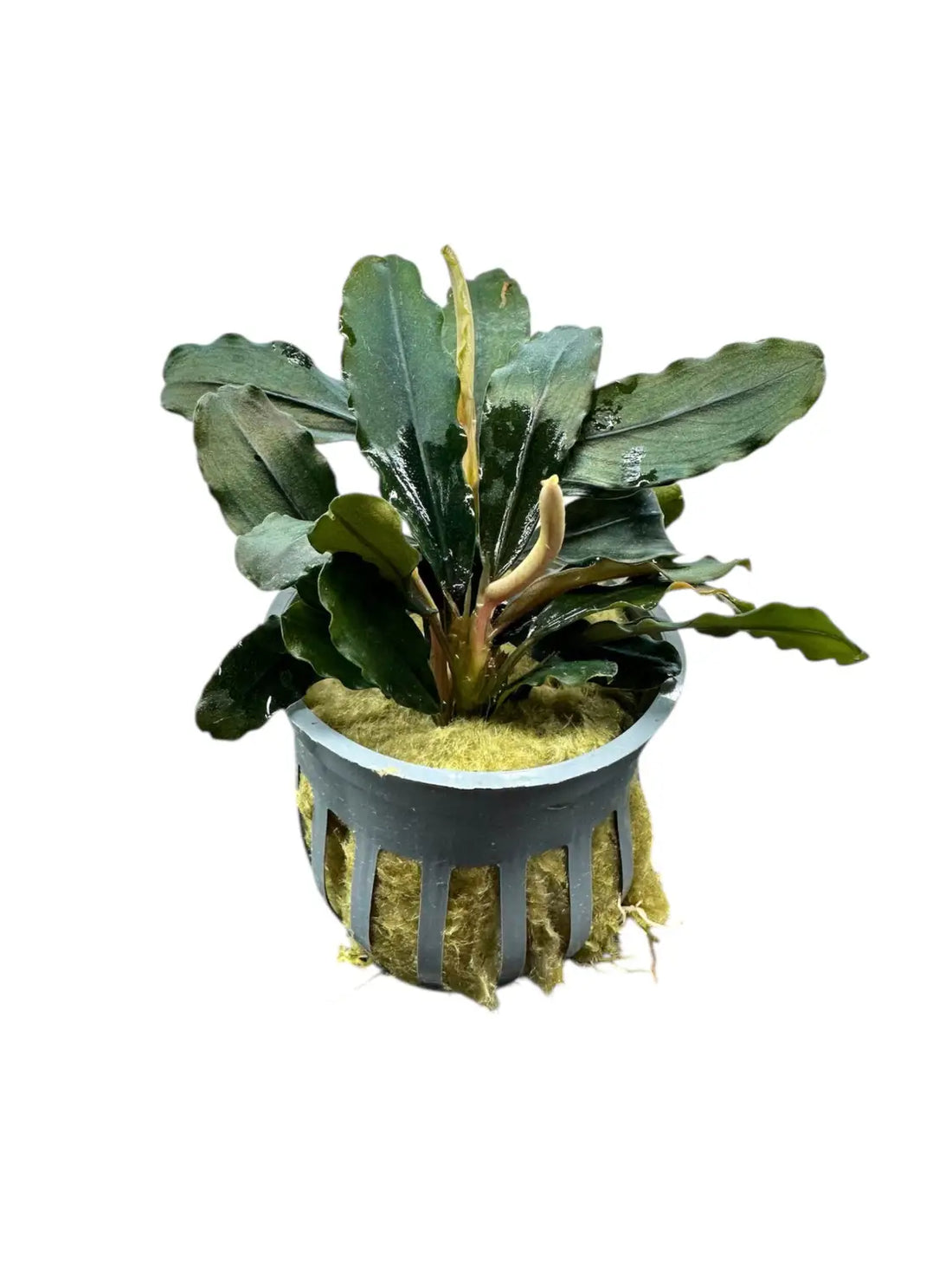 Bucephalandra Rainbow Marble Color Play in Low Light | Aquatic Motiv