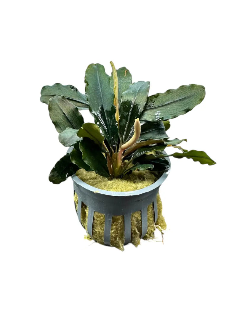 Bucephalandra Rainbow Marble Color Play in Low Light | Aquatic Motiv