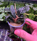 Bucephalandra Rainbow Marble in lavender pot with green-purple leaves