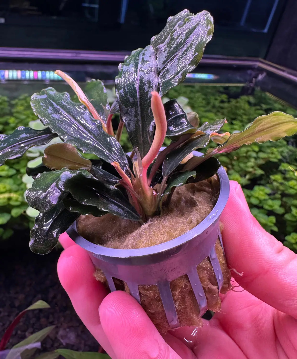 Bucephalandra Rainbow Marble Color Play in Low Light | Aquatic Motiv Bucephalandra Rainbow Marble Color Play in Low Light | Aquatic Motiv