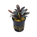 A bucephalandra red angel aquatic plant with dark purple wavy leaves and yellow center in black pot with golden substrate