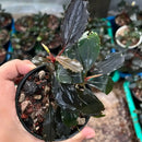 Bucephalandra Red Angel aquatic plant with glossy dark green and maroon leaves in a black plastic pot with rocky substrate