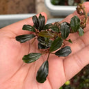 A small bucephalandra red blade aquatic plant with glossy dark green leaves and delicate roots held in a hand