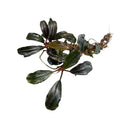 Bucephalandra red blade aquatic plant with dark green glossy elongated leaves and visible roots for aquarium use