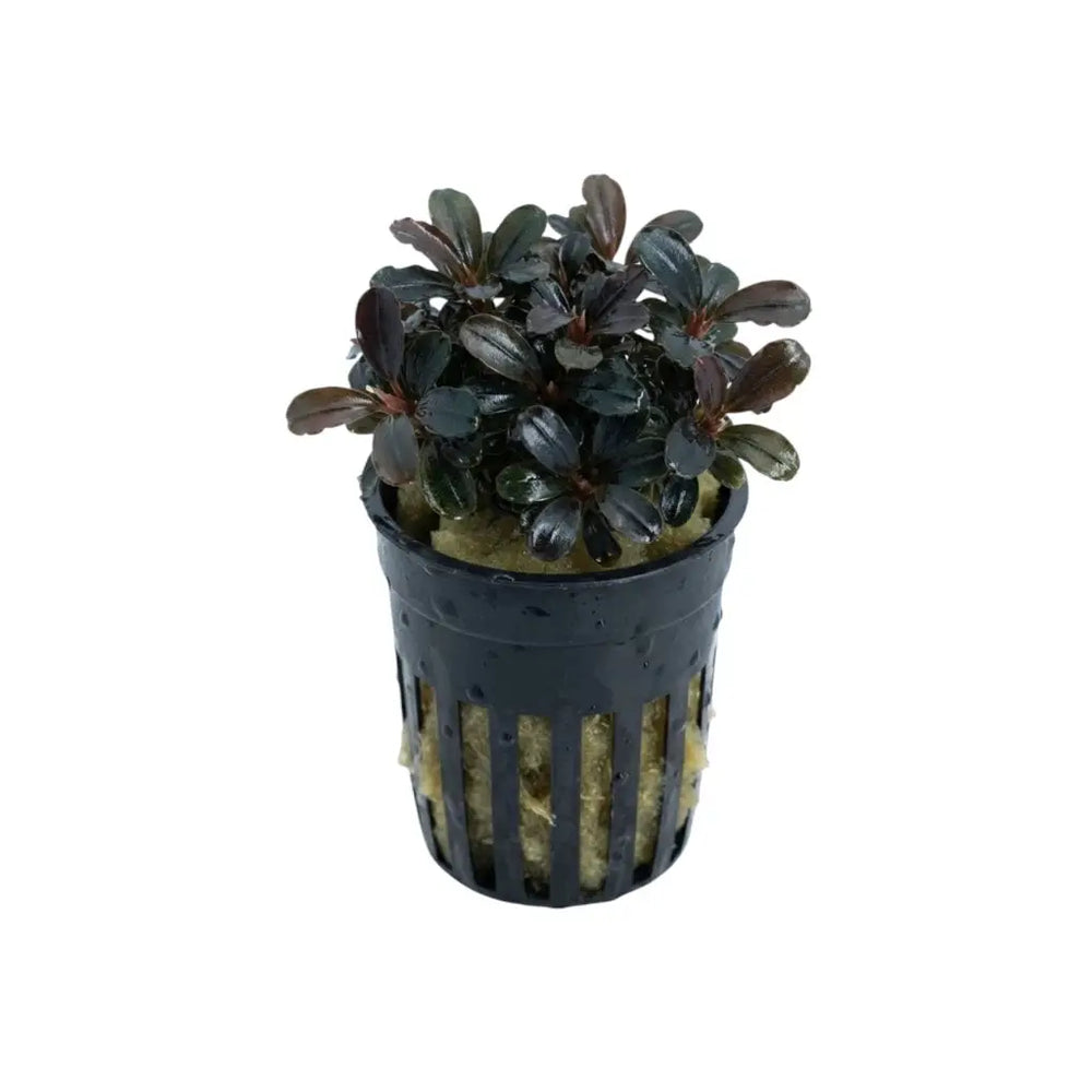 Bucephalandra Red Cherry - AquaticMotiv