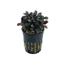 Bucephalandra red cherry dark purple aquatic plant in black plastic pot with vertical slits for aquarium use