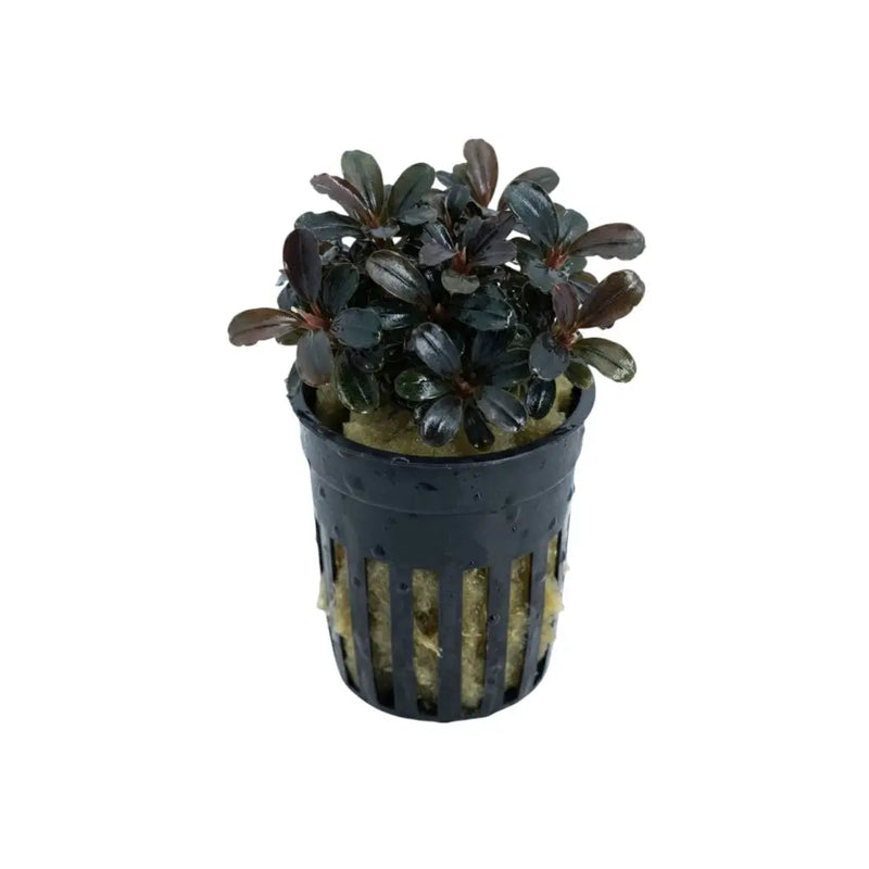 Bucephalandra Red Cherry - AquaticMotiv Bucephalandra Red Cherry - AquaticMotiv