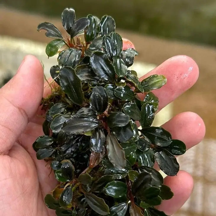 Bucephalandra Red Cherry - AquaticMotiv