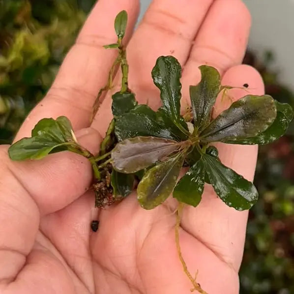 Bucephalandra Red Cherry - AquaticMotiv