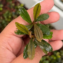 A small vibrant green bucephalandra red chili aquatic plant with glossy leaves and subtle brownish edges
