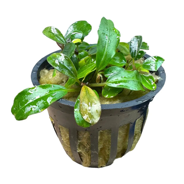 Bucephalandra Red Chili Red Edges for Gentle Flow Tanks | Aquatic