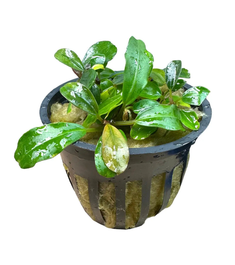 Bucephalandra Red Chili Red Edges for Gentle Flow Tanks | Aquatic