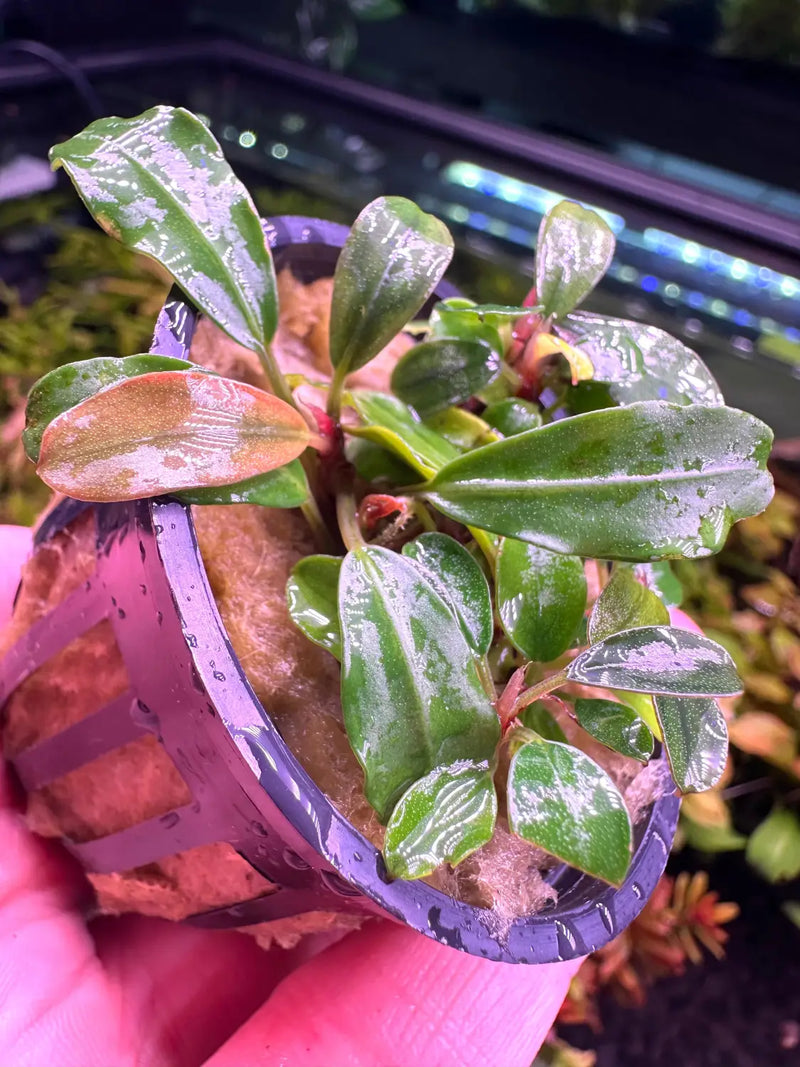 Bucephalandra Red Chili Red Edges for Gentle Flow Tanks | Aquatic Bucephalandra Red Chili Red Edges for Gentle Flow Tanks | Aquatic