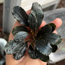 A glossy black bucephalandra red dagger aquatic plant with broad waxy leaves held gently in a hand