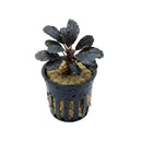 Bucephalandra red dagger aquatic plant with glossy dark black leaves in a black plastic netted pot