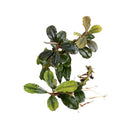 Bucephalandra red fire aquatic plant with lush dark green glossy leaves and delicate roots for aquarium use