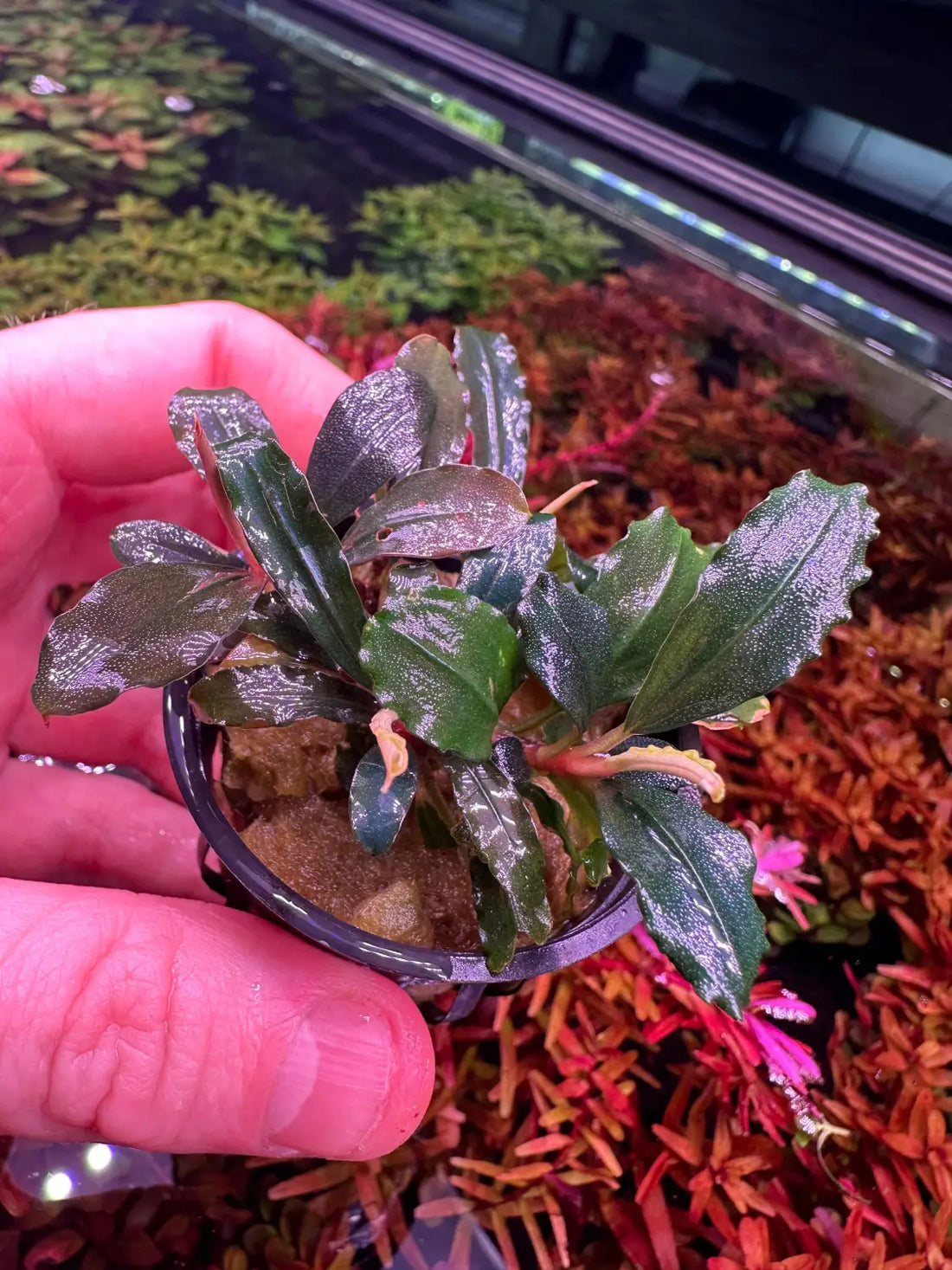 Bucephalandra Red Kedagang Godzilla Bold Texture | Aquatic Motiv