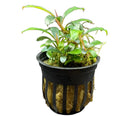 Bucephalandra Red Melawi in black potted plant with waxy green leaves