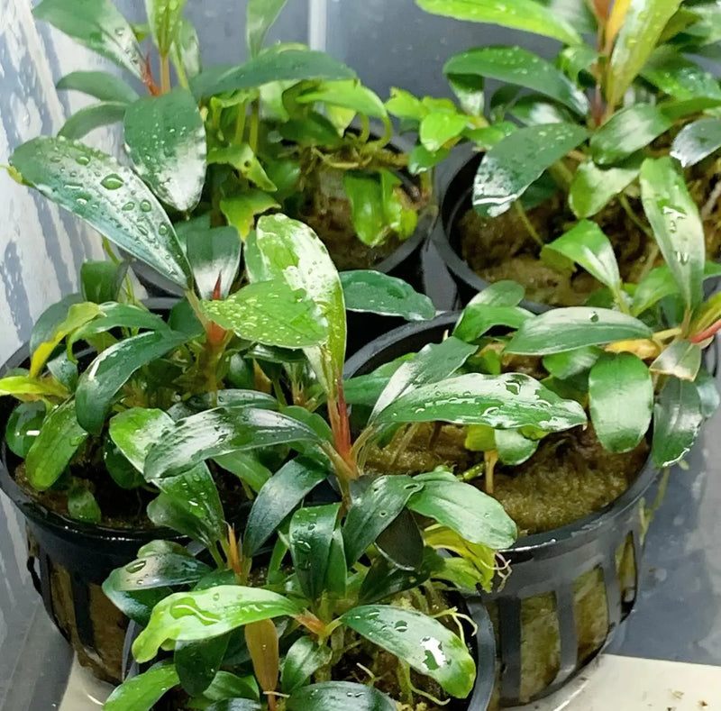 Bucephalandra Red Melawi Pot Rich Color for Low Light | Aquatic Motiv