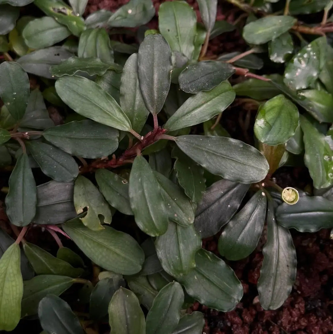 水草 Bucephalandra sp.\