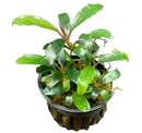 Bucephalandra Red Melawi plant with glossy green leaves and red stems in pot