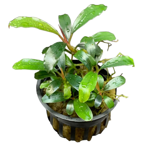 Bucephalandra Red Melawi Pot Rich Color for Low Light | Aquatic Motiv