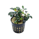 A lush Bucephalandra Red Melon aquatic plant with dark green glossy leaves and yellow accents in a black pot