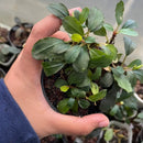 A lush Bucephalandra red melon plant with broad waxy green leaves and yellow new growth in a small black plastic pot