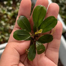 A small vibrant green Bucephalandra Red Melon aquatic plant with glossy oval leaves and yellowish new growths