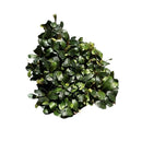 A dense cluster of dark green glossy bucephalandra red ruby aquatic plants with lighter green leaf edges