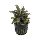 A bucephalandra red sapharius aquatic plant with dark green glossy wavy leaves and a single white flower in a black basket