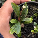 A delicate bucephalandra red sapharius plant with wavy green leaves and a pale yellow flower in a black pot