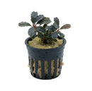Bucephalandra red scorpio aquatic plant with dark green waxy curled leaves and reddish stems in netted pot with yellow substrate
