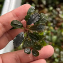 A small glossy dark green Bucephalandra red scorpio aquatic plant with wavy leaves and a reddish stem