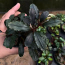 A lush bucephalandra red theia plant with dark green wavy leaves and reddish stems held gently in a hand