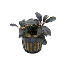 Bucephalandra red theia aquatic plant with dark purple glossy leaves and white flower bud in a black netted pot with yellow substrate