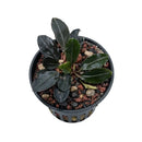 A glossy dark green bucephalandra red under plant in a black plastic pot with drainage holes on gravel