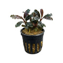 A potted Bucephalandra Red Velvet aquatic plant with glossy dark green and reddish purple leaves in a black plastic pot