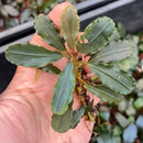 A hand holds a bucephalandra red widow aquatic plant with broad dark green wavy leaves and subtle lighter veins