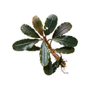 Bucephalandra Red Widow aquatic plant with lush dark green glossy leaves and a reddish stem