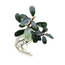 Bucephalandra Round Hades aquatic plant with dark green glossy oval leaves and delicate root tendrils