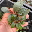 A small vibrant green bucephalandra round leaf aquatic plant with glossy rounded leaves and reddish-brown base