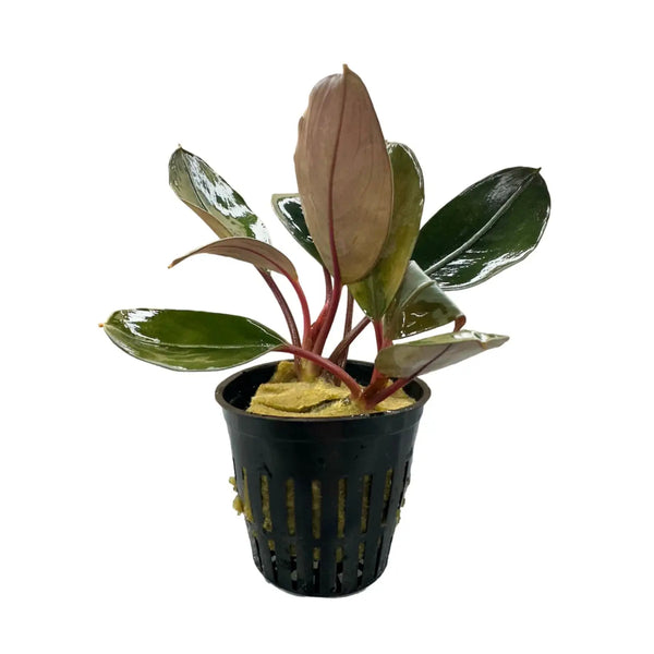 ブセファランドラ sp. Entikong TZ便◎Bucephalandra sp. Entikong T-050519 増殖株◎ブセファランドラ