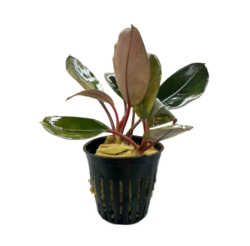 Bucephalandra Plants for Aquascaping Detail | Aquatic Motiv