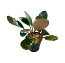 Bucephalandra Round Leaf Entikong with vibrant glossy dark green leaves and one light brown leaf in black pot