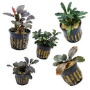Black plastic plant baskets with vertical slits holding small Bucephalandra round leaf Entikong plants in yellow substrate